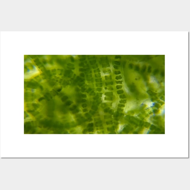 Green Microscopic Seaweed Wall Art by softbluehum